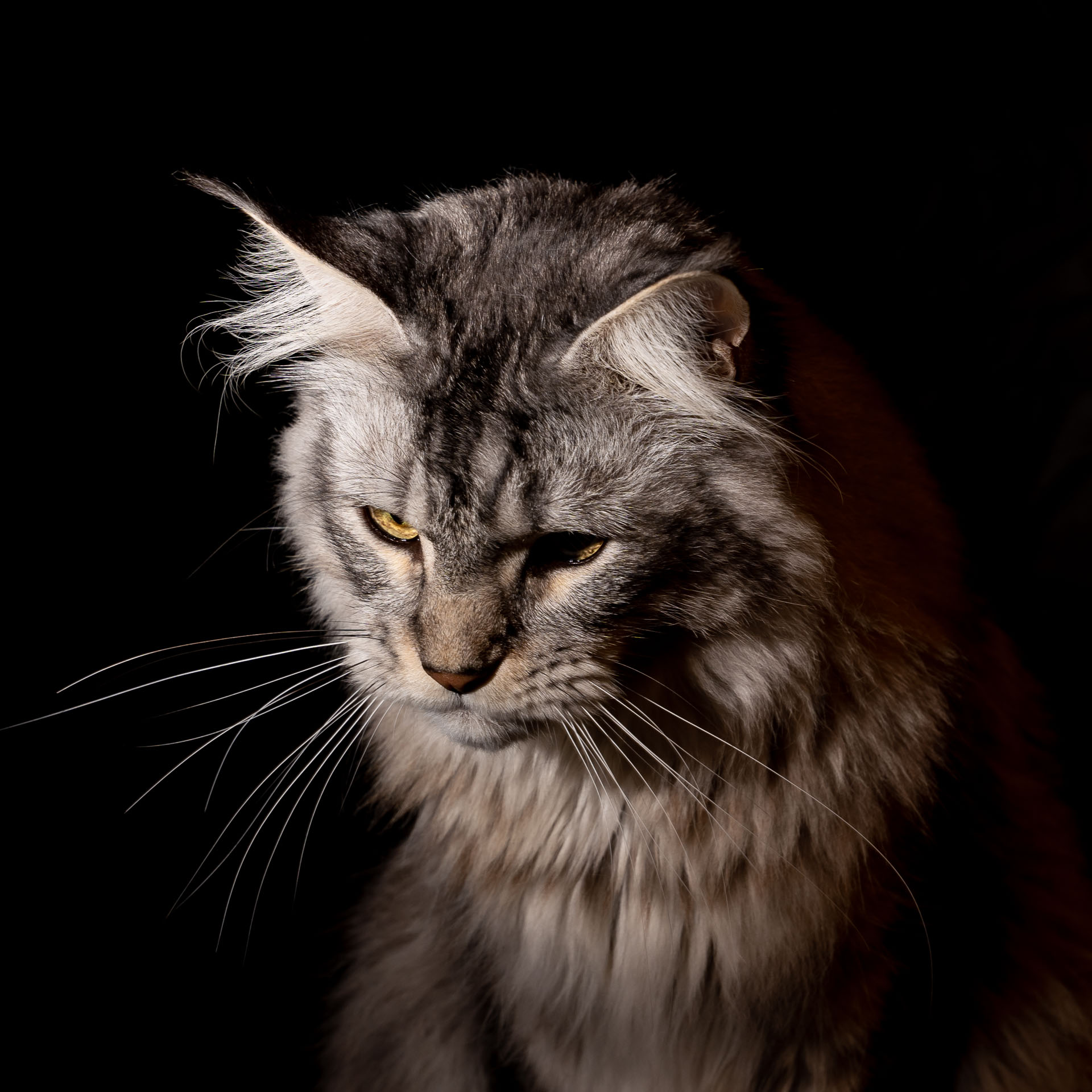 Portrait d'un chat sur fond noir avec bokeh