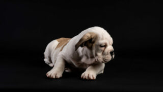 Chiot bouledogue français