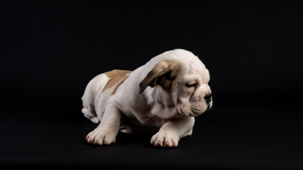 Chiot bouledogue