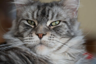 Portrait serré d'un chat mâle Maine Coon